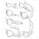 Clam illustrations